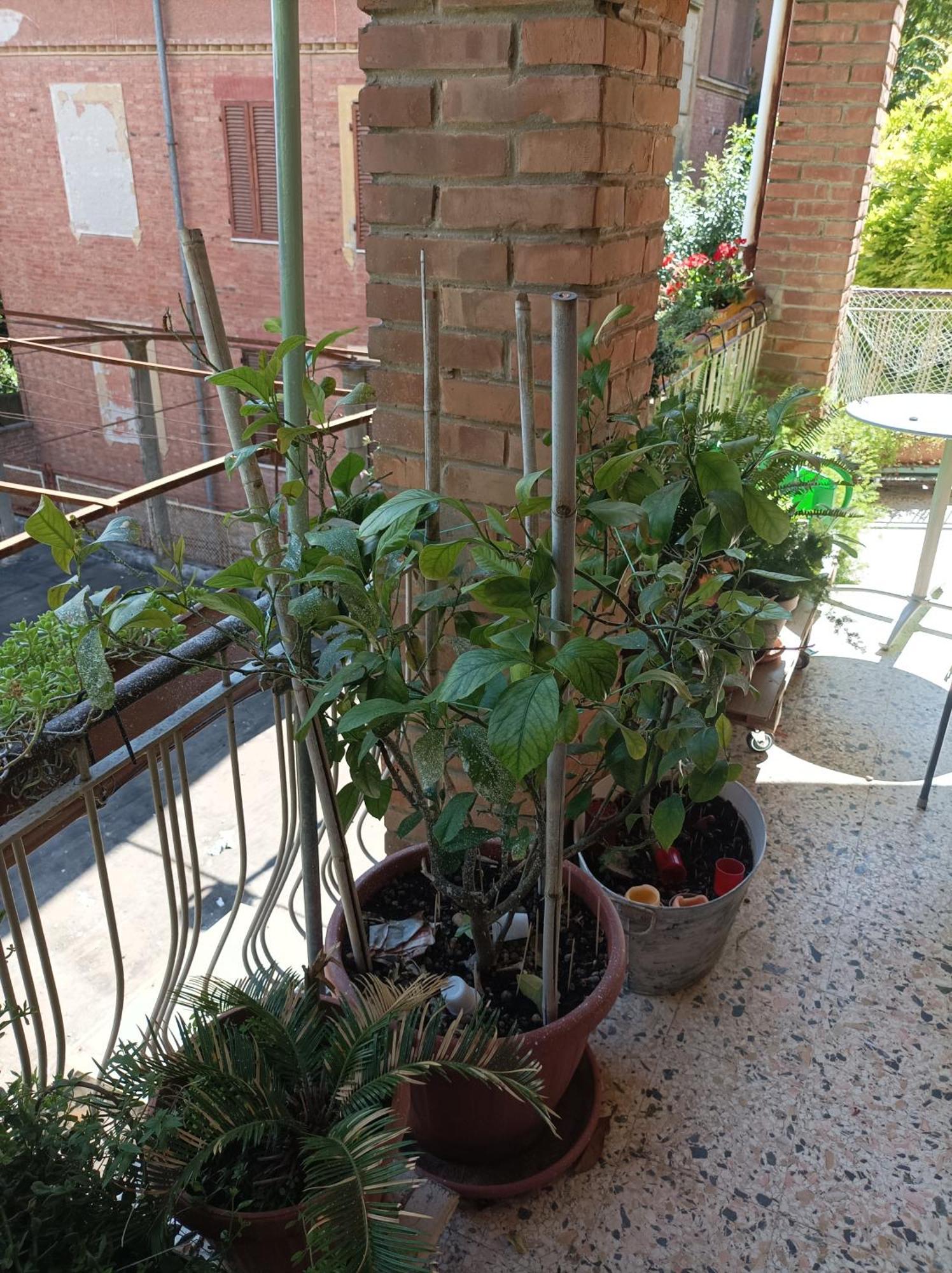 Апартаменти Boh & Boh A Casa Di Luca And His Cats Перуджа Екстер'єр фото